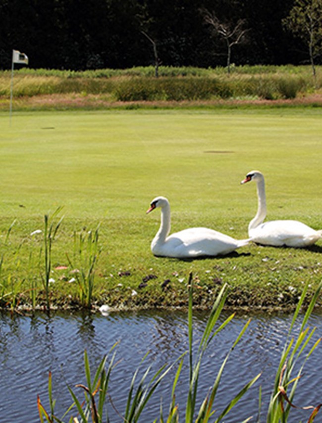 SGK Swans