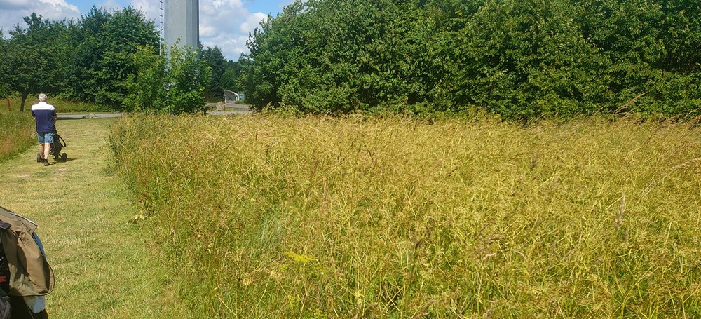 Vild Pastinak 2022