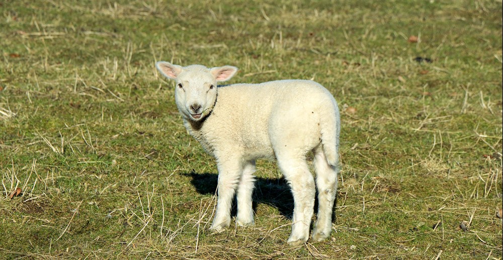 Det er tid til slagtning af klubbens lam. Skal du sikre dig et dyr..? (FOTO: JESPER VINZENTS)